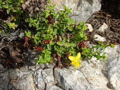 Hypericum balearicum