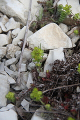 Cruciata taurica