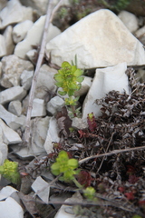 Cruciata taurica