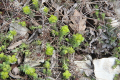 Cruciata taurica