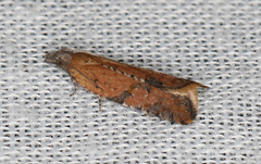 Constrictana constrictana