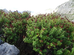 Hypericum balearicum