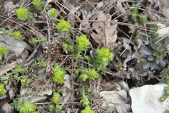Cruciata taurica