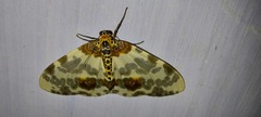 Percnia