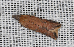 Constrictana constrictana