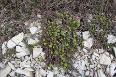 Cruciata taurica