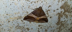 Bastilla crameri