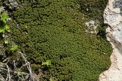 Weissia jamaicensis