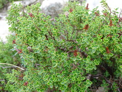 Hypericum balearicum