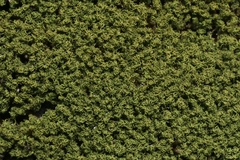 Weissia jamaicensis