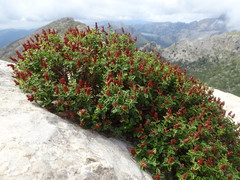 Hypericum balearicum