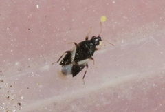 Orius tristicolor