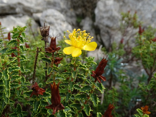Image of Hypericum balearicum by (c) Grzegorz Grzejszczak, some rights reserved (CC BY-SA)