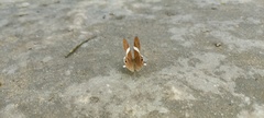 Abisara neophron