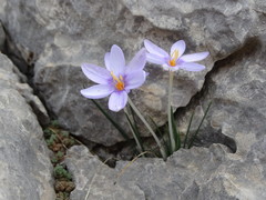 Crocus cambessedesii