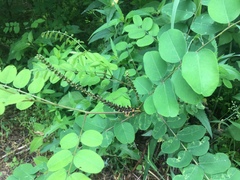 Amorpha ouachitensis
