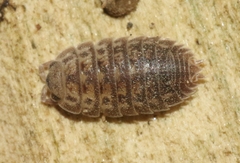 Agabiformius lentus