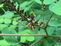Amorpha ouachitensis