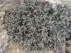 Teucrium balearicum
