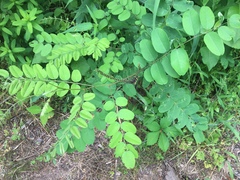 Amorpha ouachitensis