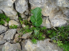 Pastinaca lucida