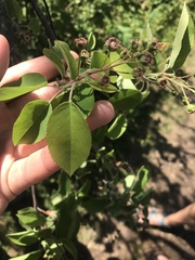 Amelanchier × lamarckii