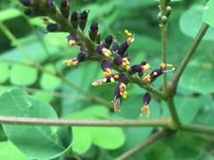 Amorpha ouachitensis