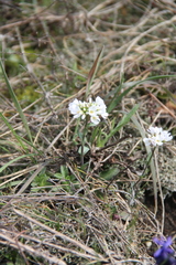 Noccaea macrantha