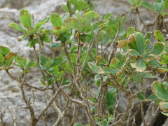 Lonicera pyrenaica