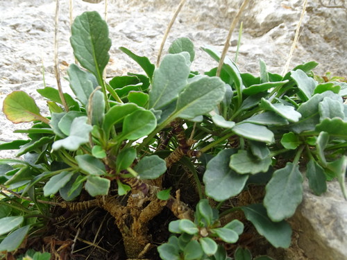 Brassica balearica, photograph 6