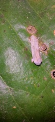 Niphopyralis
