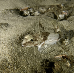 Chitonotus pugetensis