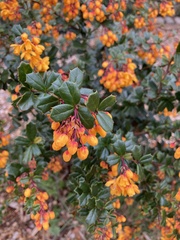 Berberis darwinii