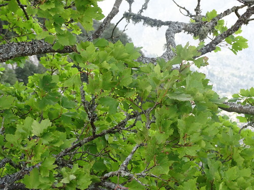 Image of Acer granatense by (c) Grzegorz Grzejszczak, some rights reserved (CC BY-SA)