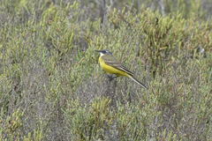 Motacilla flava cinereocapilla