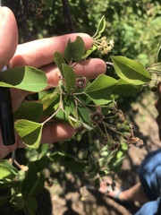 Amelanchier × lamarckii