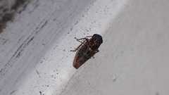 Acericerus
