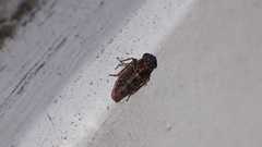 Acericerus