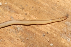 Geonemertes pelaensis