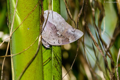 Archaeoprepona demophoon