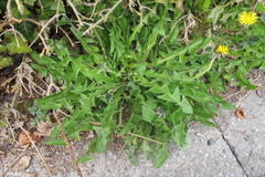 Taraxacum curtifrons