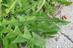 Taraxacum curtifrons