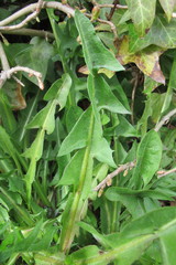 Taraxacum curtifrons