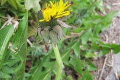 Taraxacum curtifrons