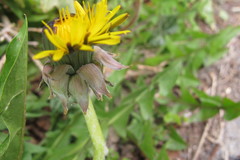 Taraxacum curtifrons