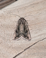 Ulolonche orbiculata