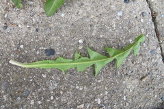 Taraxacum curtifrons