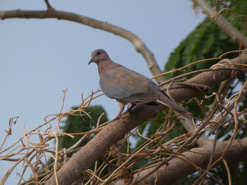 Laughing Dove