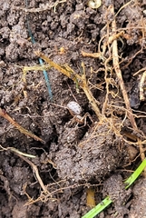 Stemonyphantes lineatus