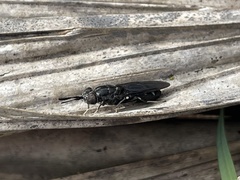 Hermetia sexmaculata